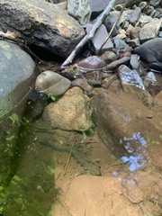 Desmognathus kanawha