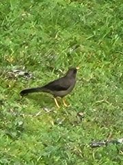 Turdus fuscater