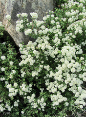 Spiraea trilobata