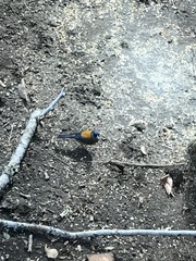 Phrygilus