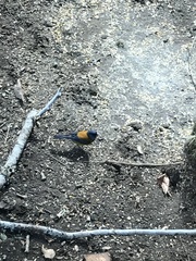 Phrygilus