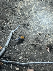Phrygilus