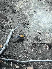 Phrygilus