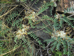 Astragalus testiculatus