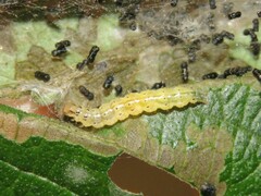 Orphanostigma haemorrhoidalis