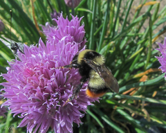 Bombus cullumanus