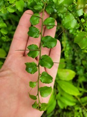 Gymnosporia harveyana