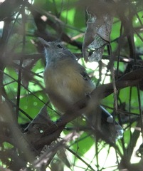 Cercomacra carbonaria