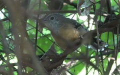 Cercomacra carbonaria