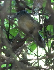 Cercomacra carbonaria