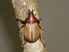 Agaocephala mannerheimi