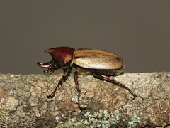 Agaocephala mannerheimi