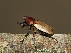 Agaocephala mannerheimi