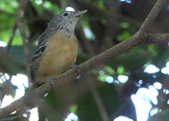 Cercomacra carbonaria