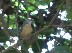 Cercomacra carbonaria