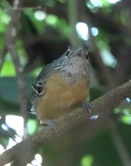 Cercomacra carbonaria