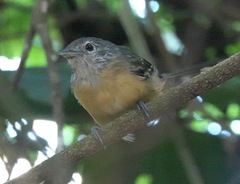 Cercomacra carbonaria