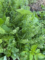 Lepidium densiflorum