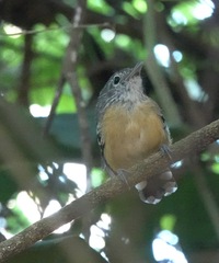 Cercomacra carbonaria