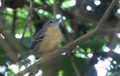 Cercomacra carbonaria