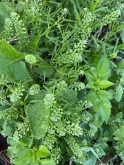 Lepidium densiflorum