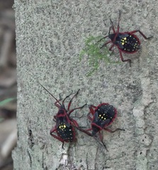 Pachylis pharaonis