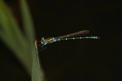 Austrolestes cingulatus