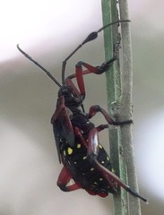 Pachylis pharaonis