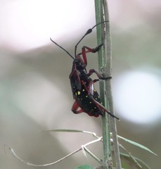 Pachylis pharaonis