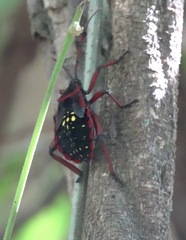 Pachylis pharaonis