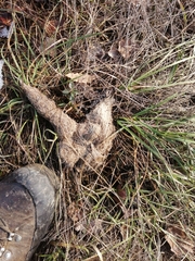 Canis lupus italicus