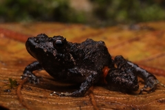 Ischnocnema bolbodactyla