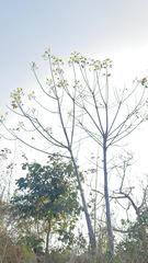 Cochlospermum vitifolium