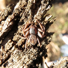 Tharpyna campestrata