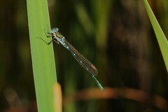 Austrolestes cingulatus
