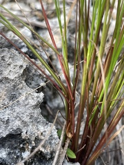 Digitaria filiformis
