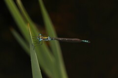 Austrolestes cingulatus