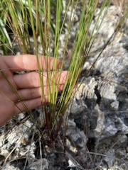 Digitaria filiformis