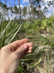 Digitaria filiformis