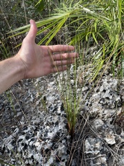 Digitaria filiformis