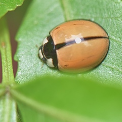 Cheilomenes propinqua