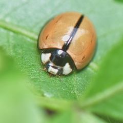 Cheilomenes propinqua