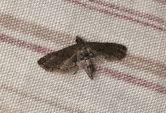 Sufetula