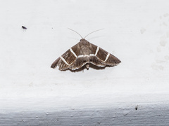 Grammodes justa