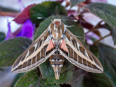 Hyles livornica