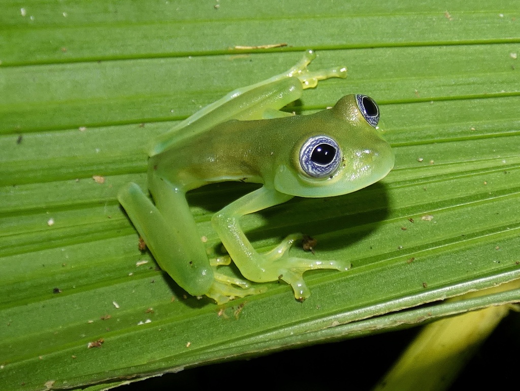 rana-de-cristal-lim-n-papa-s-place-inaturalist