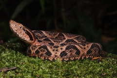 Bothrops jararacussu