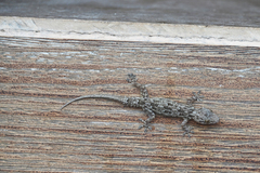 Hemidactylus platycephalus