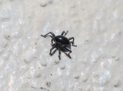 Trigonopterus