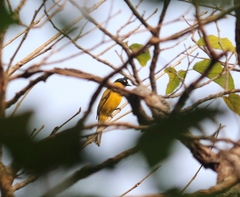 Rubigula flaviventris
